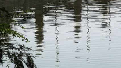 The shadows of plants and trees on the pond's surface create an abstract design