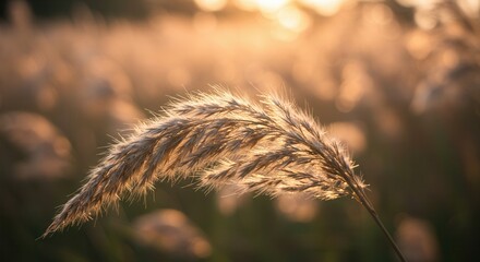 Wheat Field at Golden Hour Soft Light Close-up Nature Photography