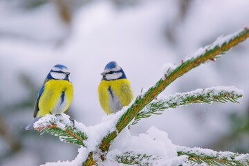 Winter scenery with blue tit birds sitting on the snowy branch (Cyanistes caeruleus)