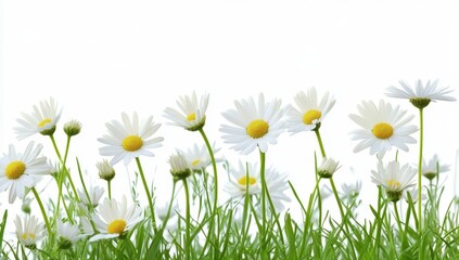 White Daisies in Grass, Isolated