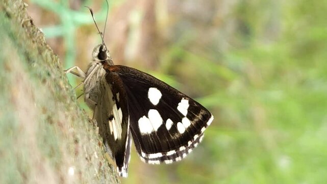 butterfly on the  ground