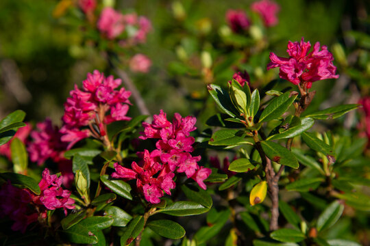 Blooming Alpenrose (Rhododendron ferrugineum)