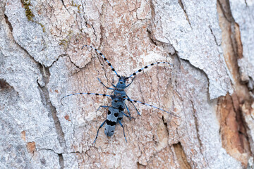 Copulating rosalia longicorns (roasila alpina) on a Sycamore trunk