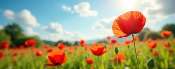 Obraz premium Vibrant red poppies bloom in a sun-drenched summer meadow , flowering, sunlight