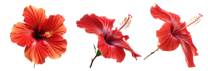 Fototapeta premium set of bright red hibiscus flower isolated in transparent background