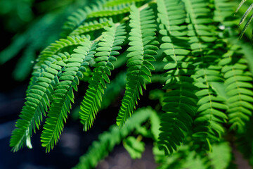 Beautiful green ferns, healing, hope
