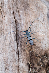 Male rosalia longicorn (roasila alpina) on a Sycamore trunk