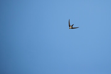 alpine swift (apus melba) in flight against the blue sky