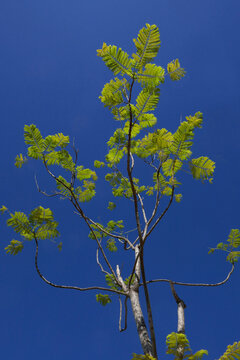 Jacaranda Tree
