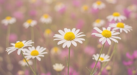 Fototapeta premium White Daisies in Bloom on a Sunny Day in a Flower Meadow