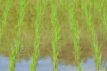 Obraz premium Summer rice field, close-up of rice seedling