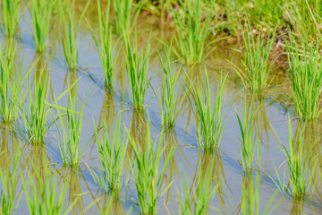Summer rice field, close-up of rice seedling