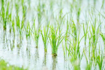 Obraz premium Summer rice field, close-up of rice seedling