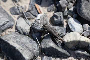 black male of a rattle grashopper (psophus stridulus) perching on crushed stones
