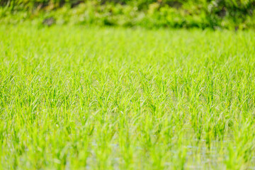 Lots of rice planted, rice fields in Asia, rice cultivation