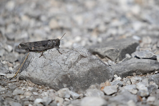 black male of a rattle grashopper (psophus stridulus) perching on crushed stones