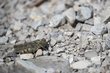 female of a rattle grashopper (psophus stridulus) perching on crushed stones