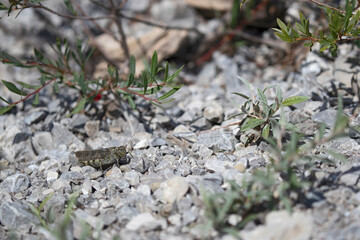 female of a rattle grashopper (psophus stridulus) perching on crushed stones under young willow plants