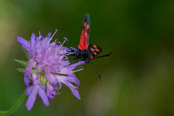 A six-spot burnet (zygaena filipendulae) sucking nectar at a pink blossom