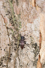Black-clouded Longhorn Beetle (Leiopus nebulosus) on a Sycamore trunk
