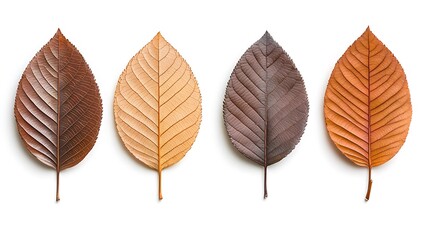 Fototapeta premium Beautiful Autumn Leaves in Various Shades