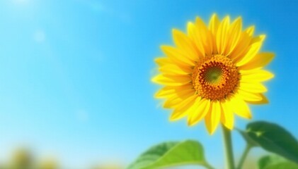 Obraz premium Tall sunflower, vibrant yellow petals, clear blue sky backdrop, happy, countryside