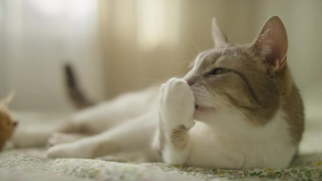 Cat grooming itself while relaxing on bed