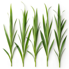 Obraz premium green grass isolated on white