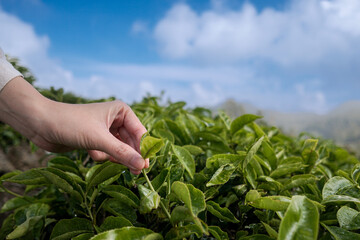 Woman hands picking a tea leaves in tea plantations