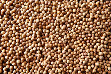 コリアンダーシード