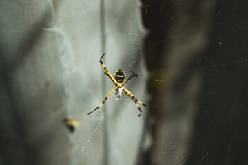 Yellow Garden Spider on Web in Villa de Leyva, Boyaca, boyacá, Colombia.