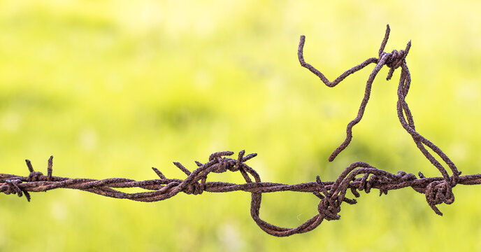 Close up of rusted entangled barbed wire making knots, with a beautiful pale green backround, Tenjo, Cundinamarca, Colombia