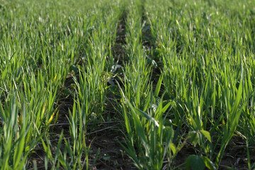 Rows of young sprouts of winter barley. Shallow depth of field.