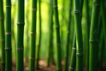 Fototapeta premium Close-up of interwoven bamboo stalks, light and shadow, tropical, leaves, detail