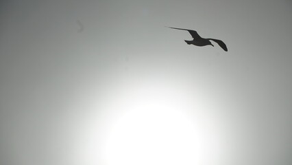silhouette of a flying bird