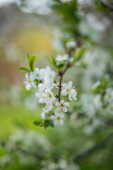White blossoms on an apricot tree branch, spring, macro, green leaves