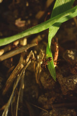 An ant on a green blade of grass at sunset, macro shot