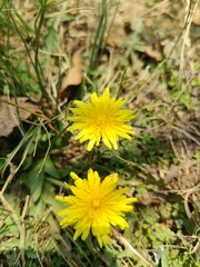 Dandelions, Taraxacum or Hawkweed yellow flowers
