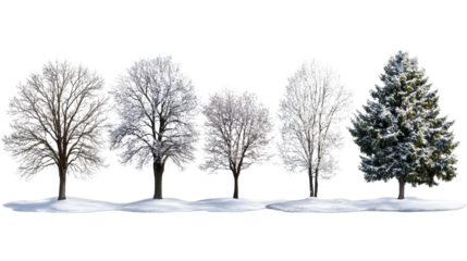 A lonely tree in a snowy winter landscape with frosty branches, frozen ground, and a blue sky