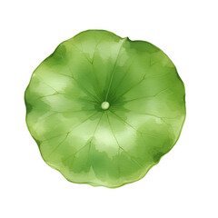 Water Lily Pad Watercolor Painting Green Nature Botanical Illustration Art Leaf Plant Image Fresh   
