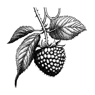 Detailed engraved vector design of a raspberry with leaves for use in tattoo art