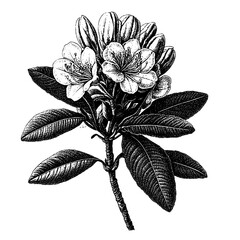 Engraved vector design of a flower with detailed leaves suitable for tattoo art inspirations