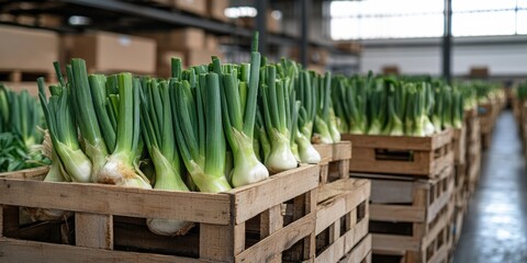 Fresh green onions stacked in wooden crates at a warehouse