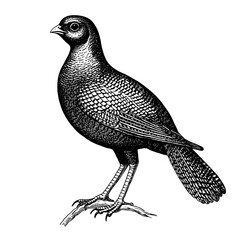 Fototapeta premium Detailed engraving of a bird perched on a branch, ideal for tattoo design or vector art exploration