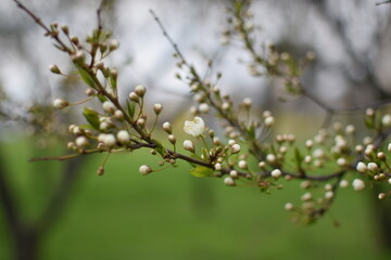 Blooming Apricot Tree Branches with Pink Flowers, Spring Blossom