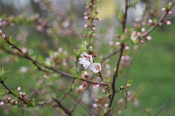 Blooming Apricot Tree Branches with Pink Flowers, Spring Blossom