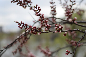 Blooming Apricot Tree Branches with Pink Flowers, Spring Blossom