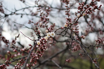 Blooming Apricot Tree Branches with Pink Flowers, Spring Blossom