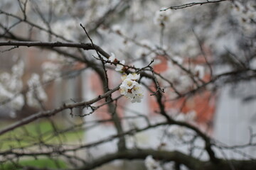 Blooming Apricot Tree Branches with Pink Flowers, Spring Blossom