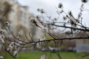 Blooming Apricot Tree Branches with Pink Flowers, Spring Blossom